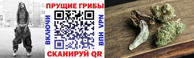 цены наркотик  Карачаевск  Псилоцибиновые грибы Magic Shrooms 